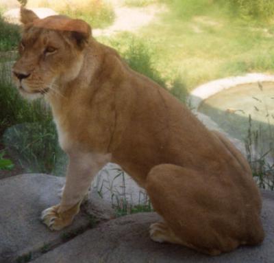 [Picture of a female Asiatic lion.]