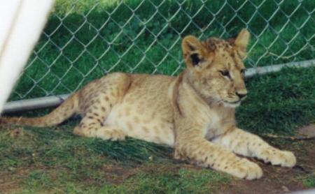 [Picture of a female lion cub.]