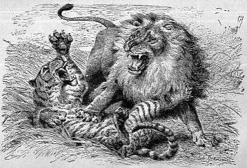 [Lion and Tiger fighting]