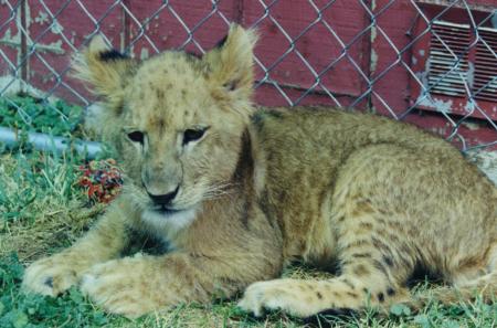 [Picture of a male lion cub.]