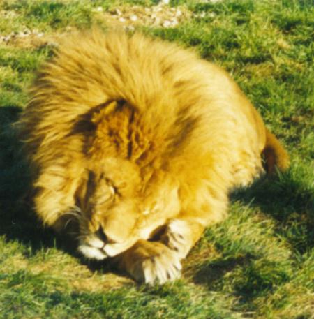 [A goofy sleeping lion]