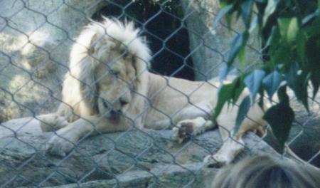 [White male lion at the Secret Garden.]