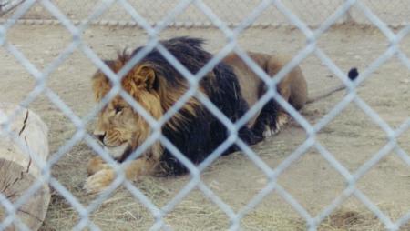 [Sierra Safari Zoo's lion]