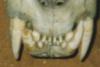 [Closeup of maneater #2's front teeth.]