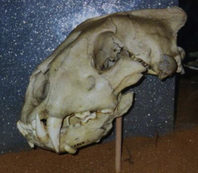[Right view of maneater #2's skull.]