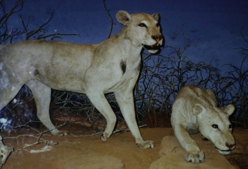 [The Tsavo man-eating lions.]